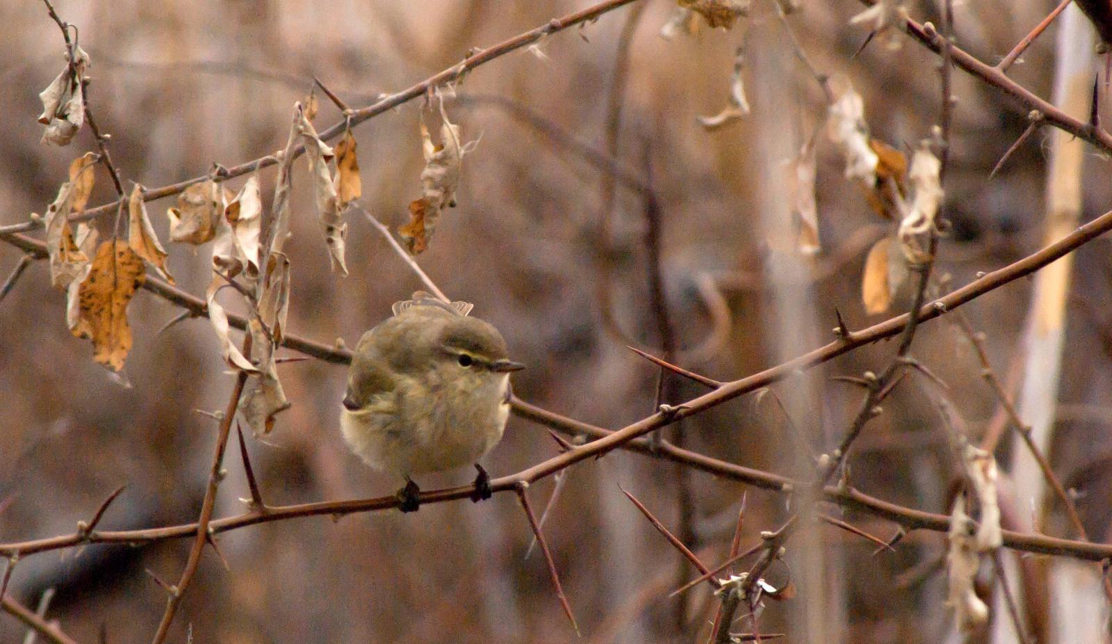 Common Chiffchaff Photo by African Googre