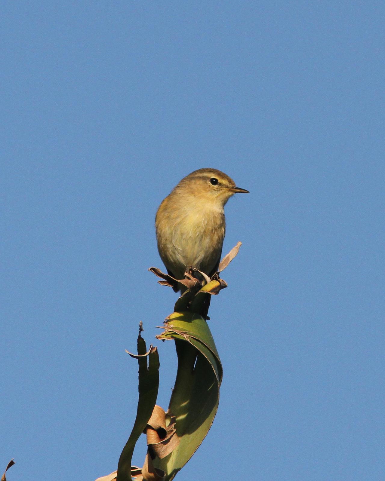 Canary Islands Chiffchaff Photo by Henk Baptist