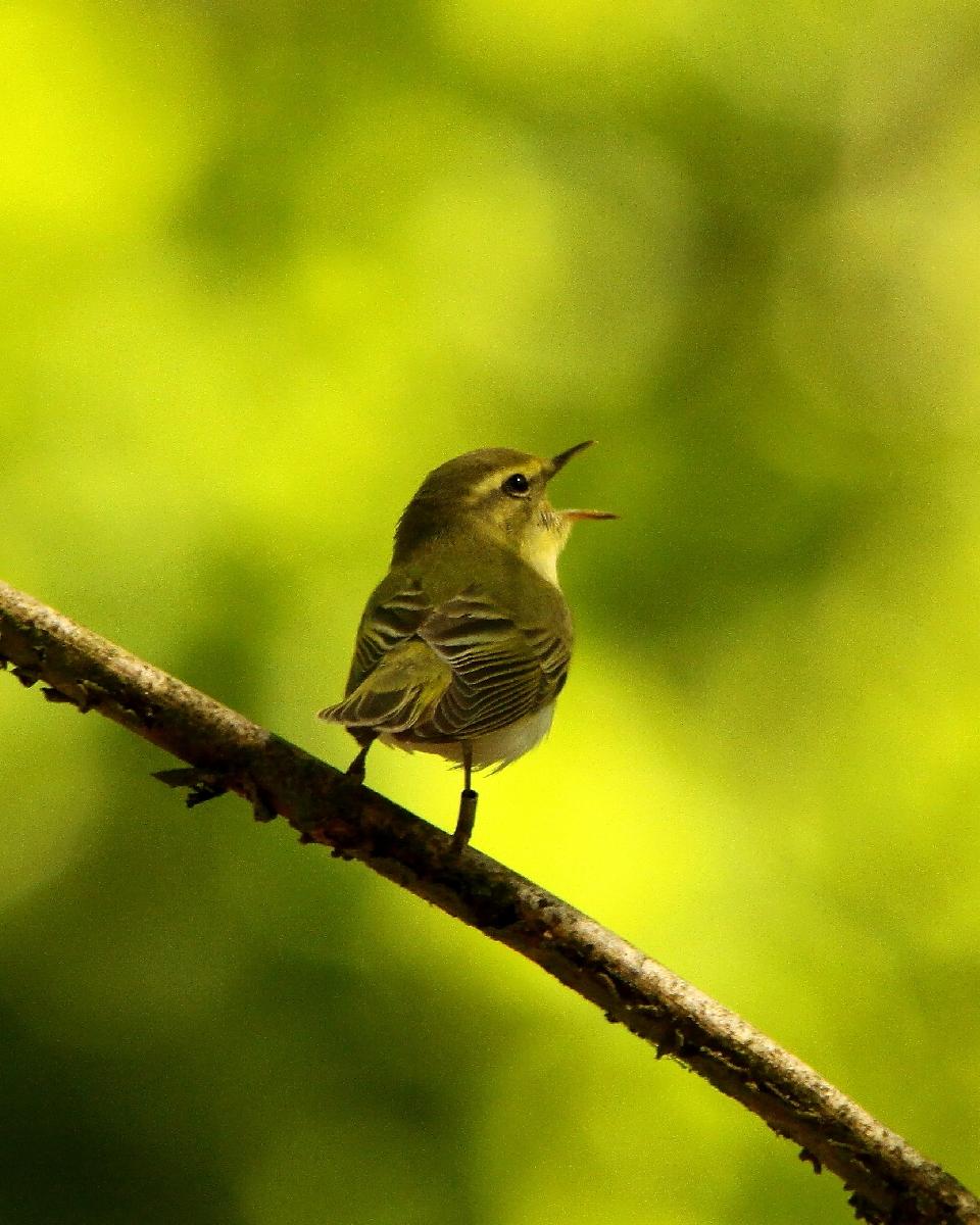 Wood Warbler Photo by Chris Lansdell