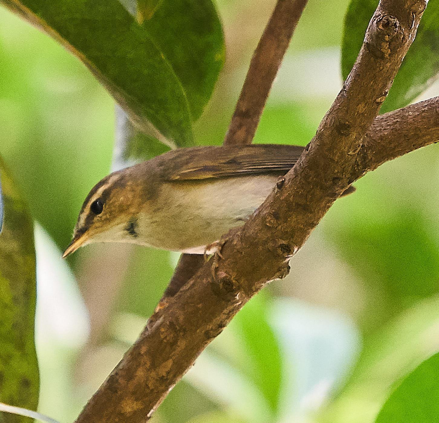 Dusky Warbler Photo by Steven Cheong