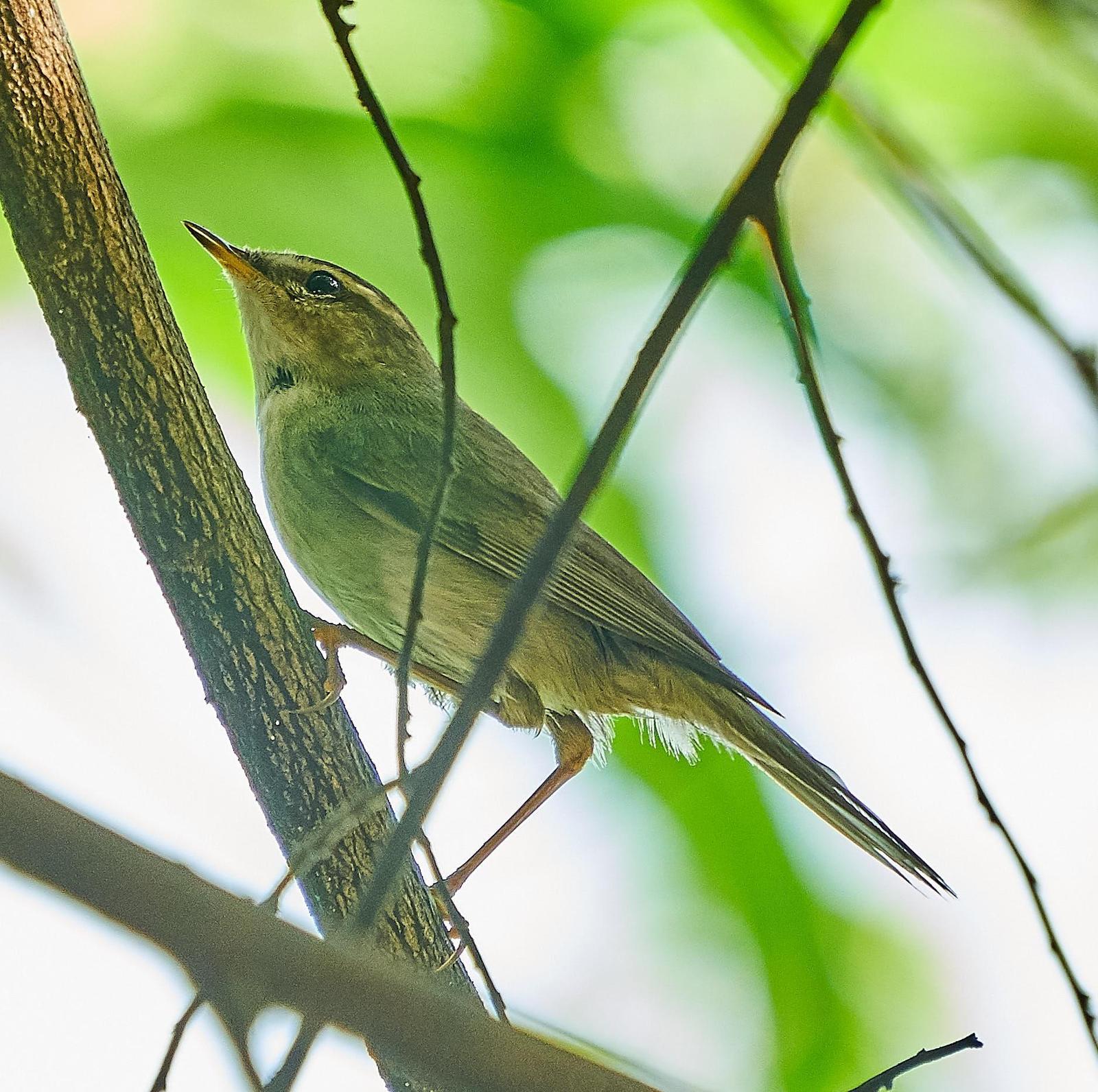 Dusky Warbler Photo by Steven Cheong