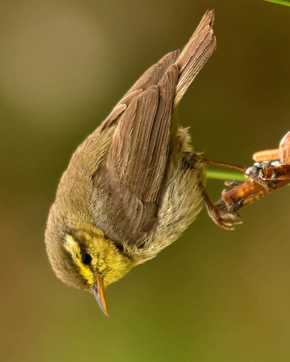 Tickell's Leaf Warbler Photo by Garima Bhatia