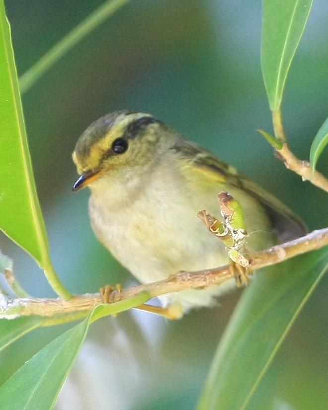 Yellow-browed Warbler Photo by Monte Taylor