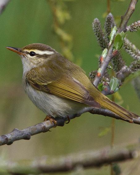 Eastern Crowned Warbler Photo by Stuart Price