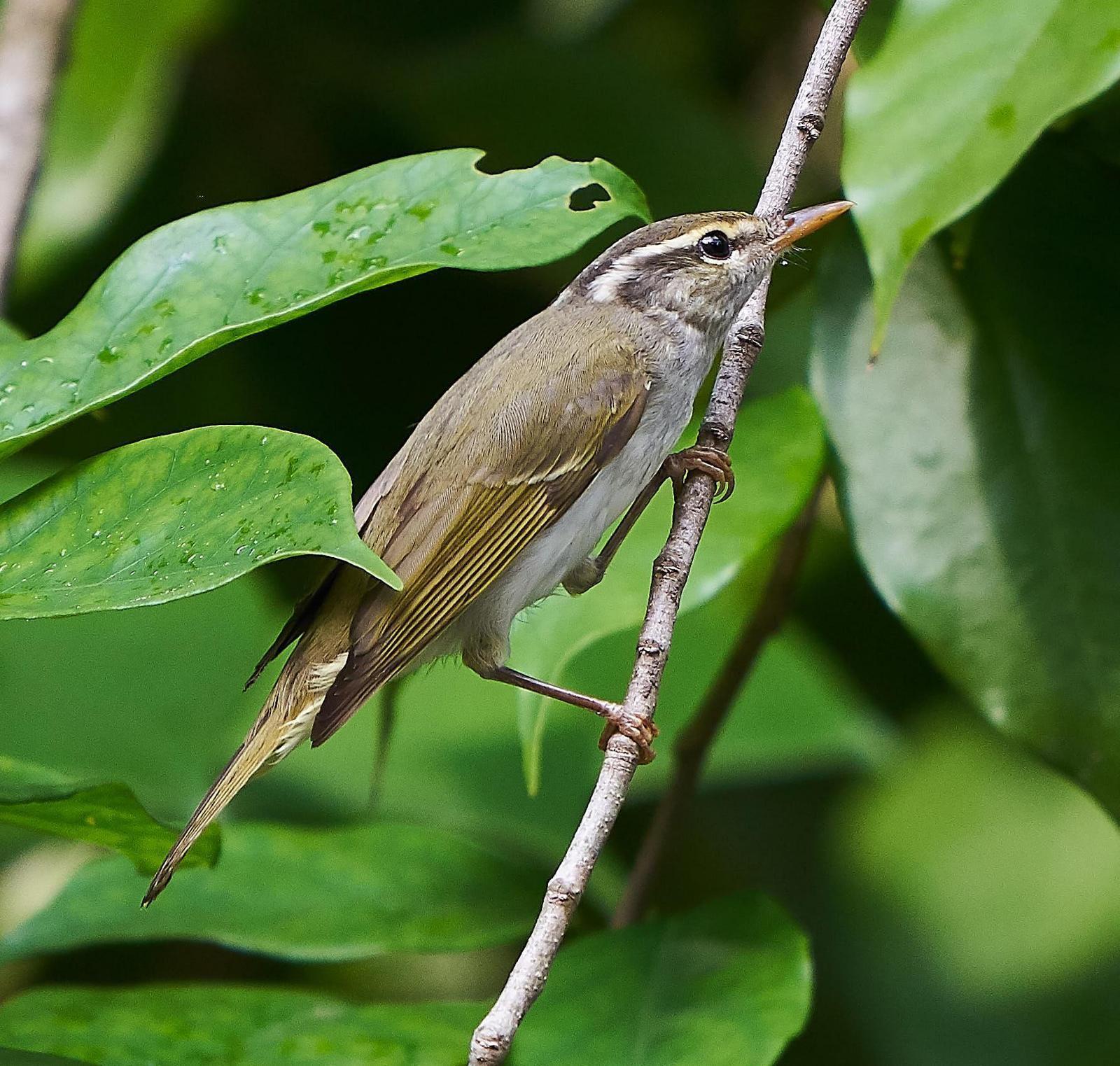 Eastern Crowned Warbler Photo by Steven Cheong