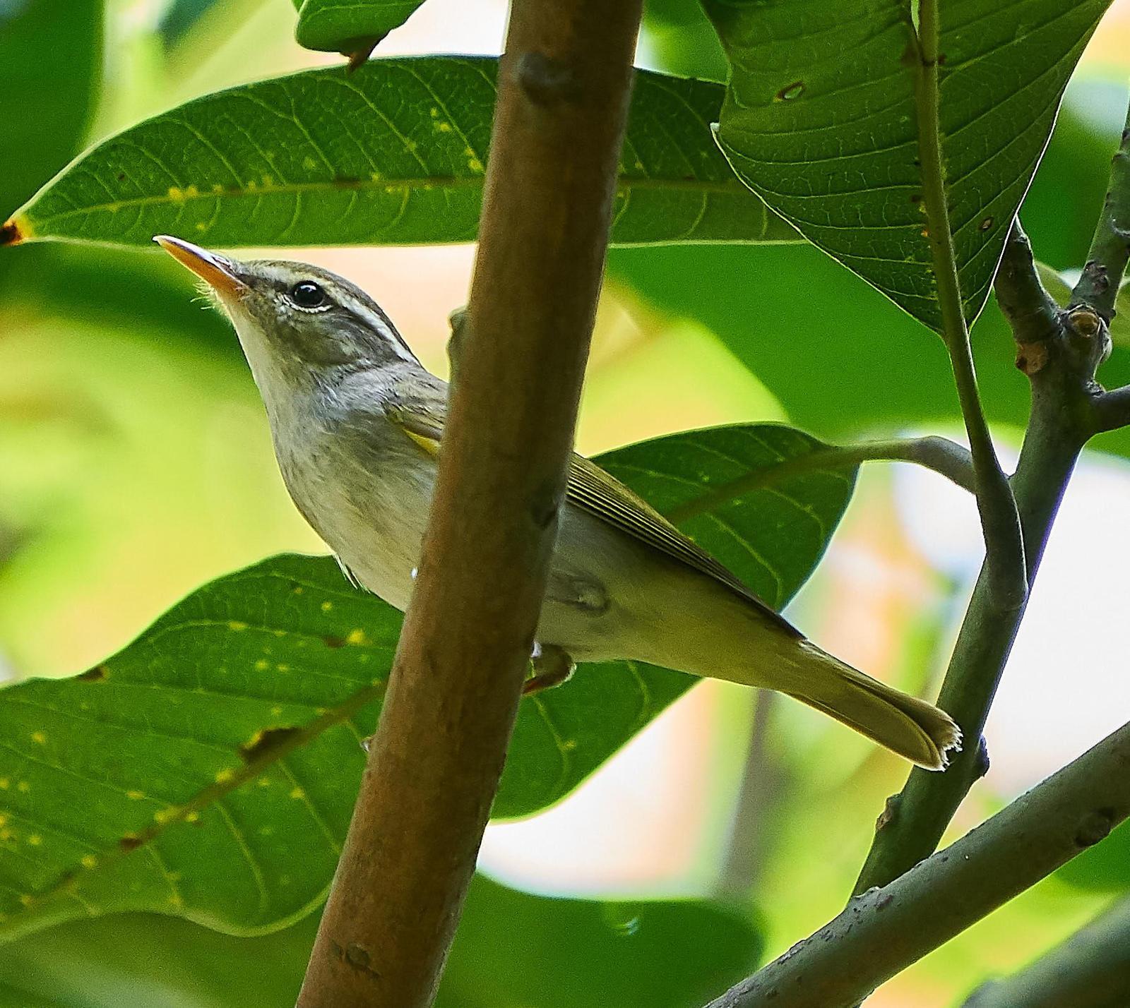 Eastern Crowned Warbler Photo by Steven Cheong