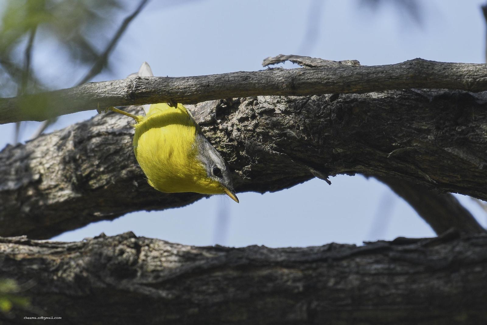Gray-hooded Warbler Photo by Simepreet Cheema