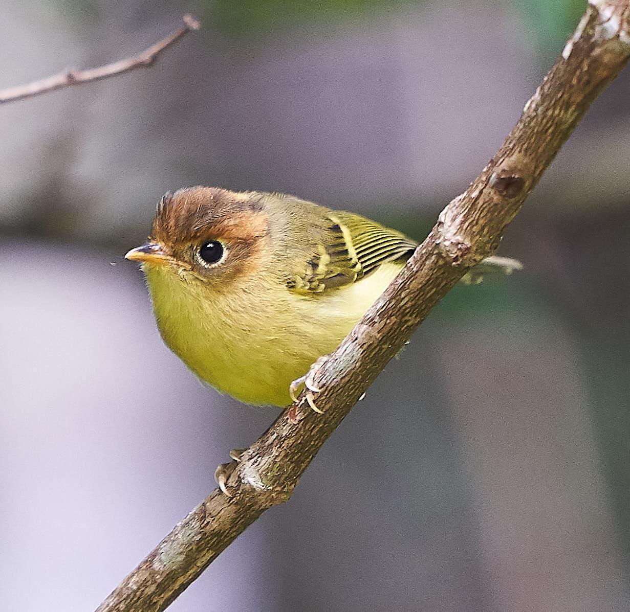 Yellow-breasted Warbler Photo by Steven Cheong