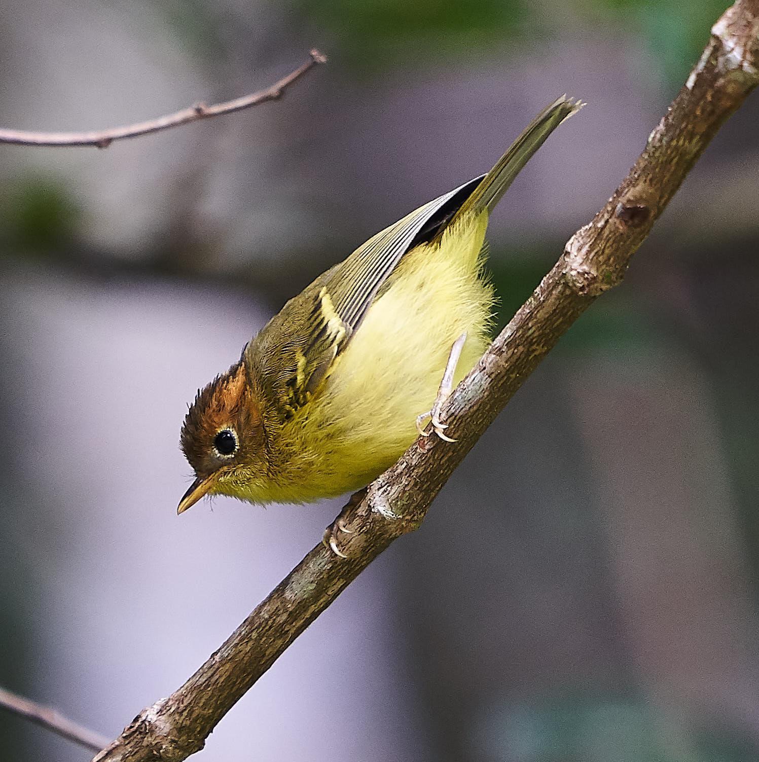 Yellow-breasted Warbler Photo by Steven Cheong