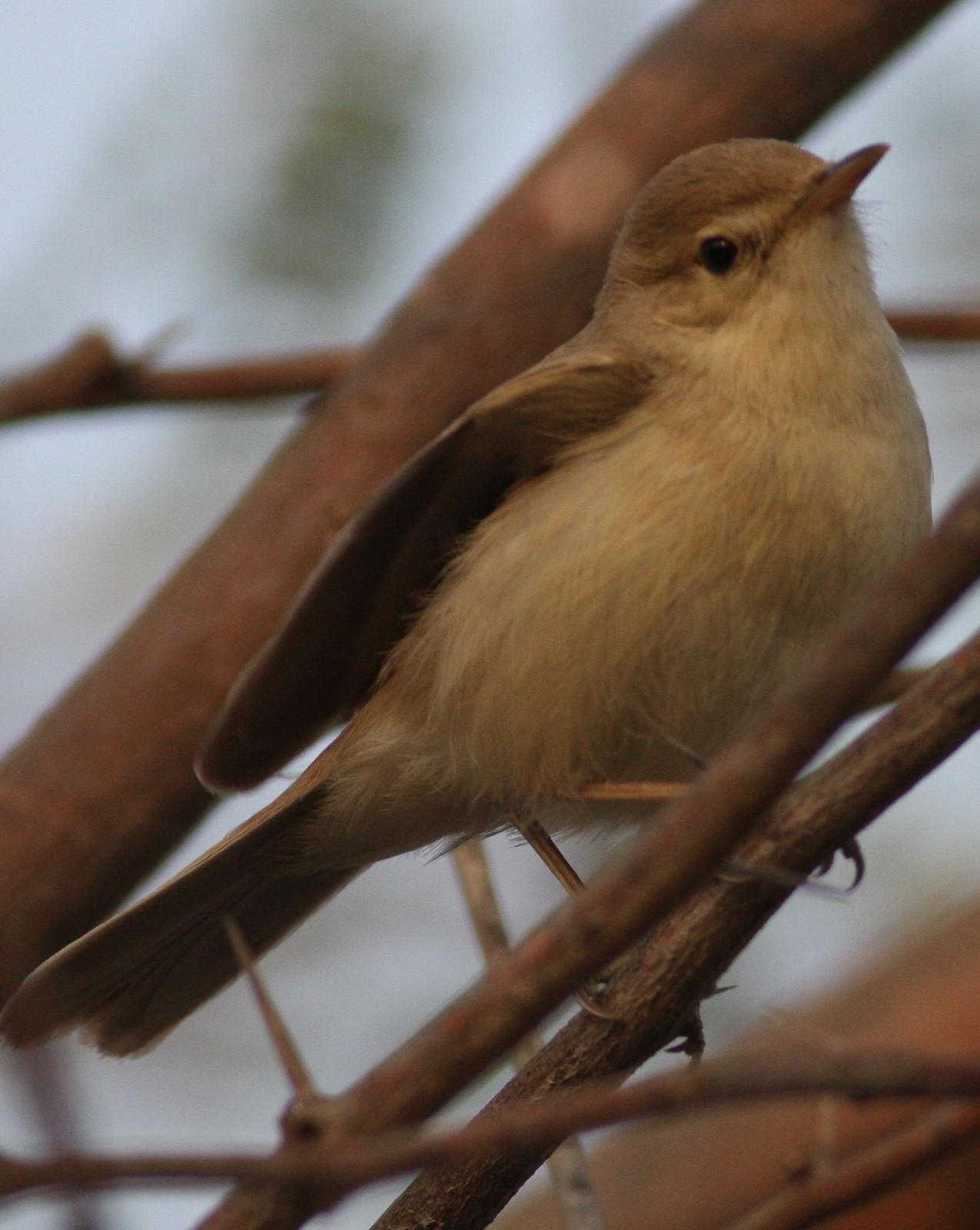 Booted Warbler Photo by Nate Swick