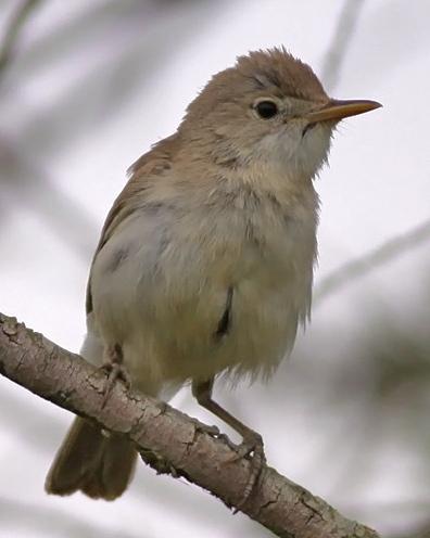 Western Olivaceous Warbler Photo by Stephen Daly