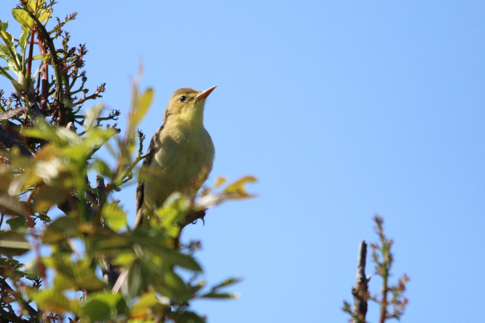 Melodious Warbler Photo by Nick Baldwin
