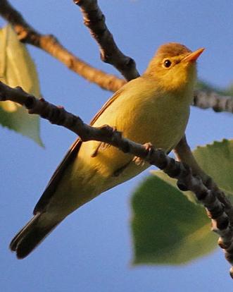 Icterine Warbler Photo by Stephen Daly