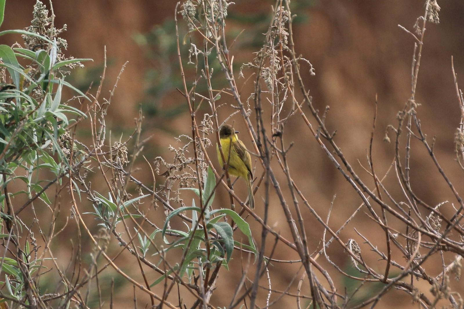 African Yellow-Warbler Photo by Richard Jeffers