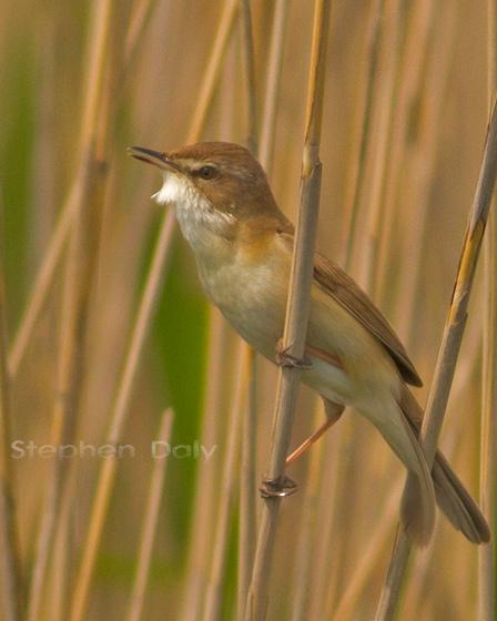 Paddyfield Warbler Photo by Stephen Daly