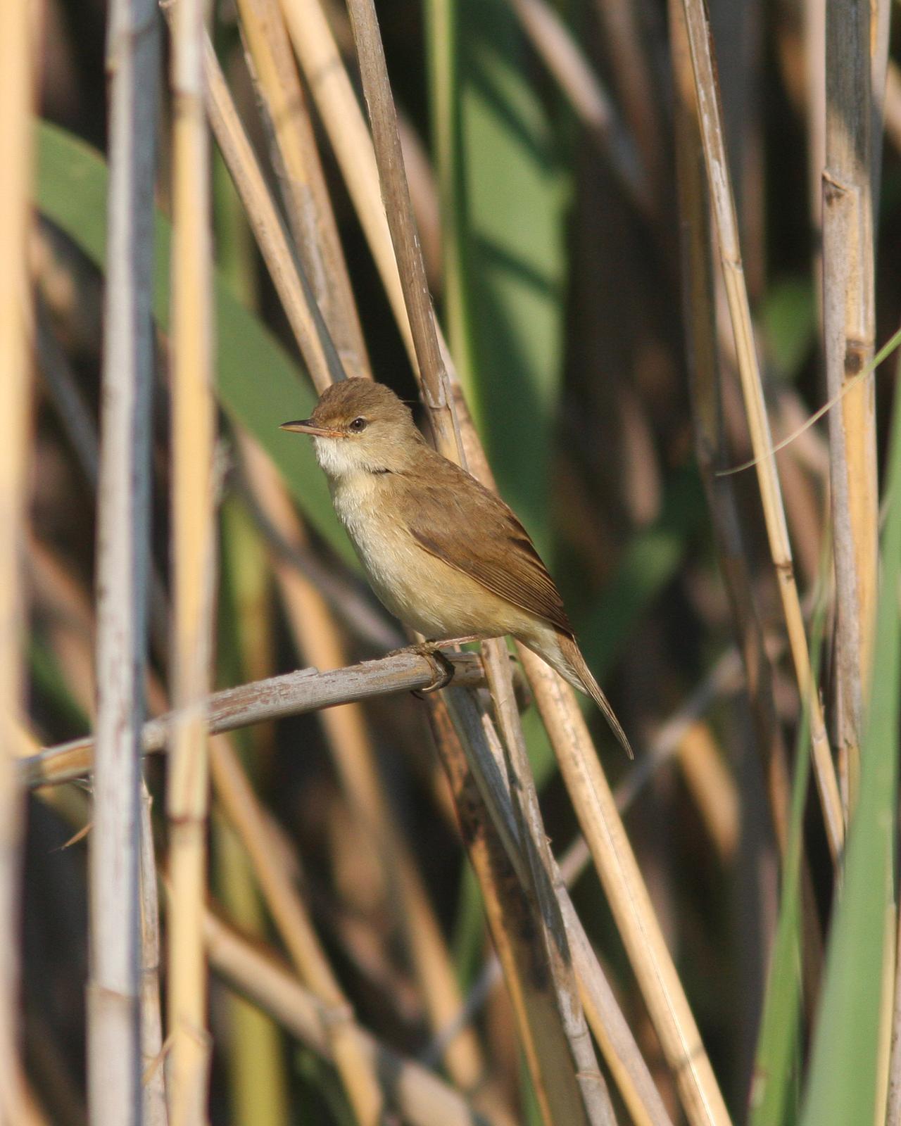 African Reed Warbler Photo by Henk Baptist