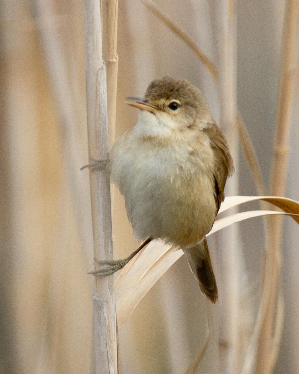 African Reed Warbler Photo by Robert Lewis