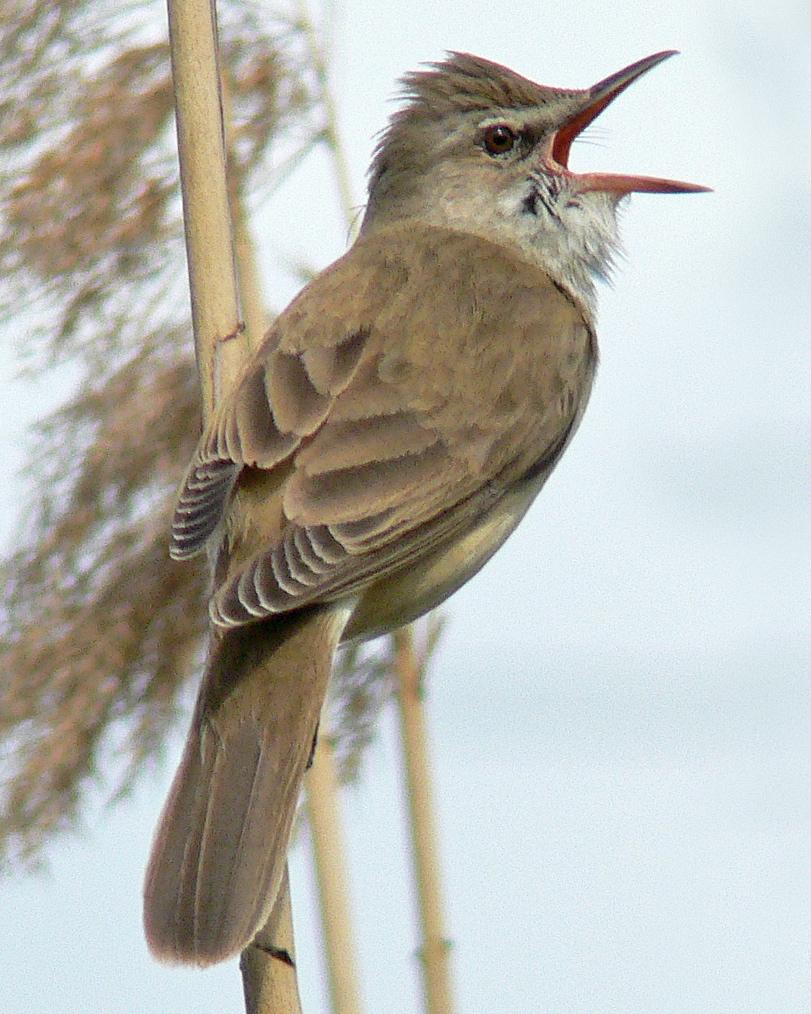 Great Reed Warbler Photo by Steven Mlodinow