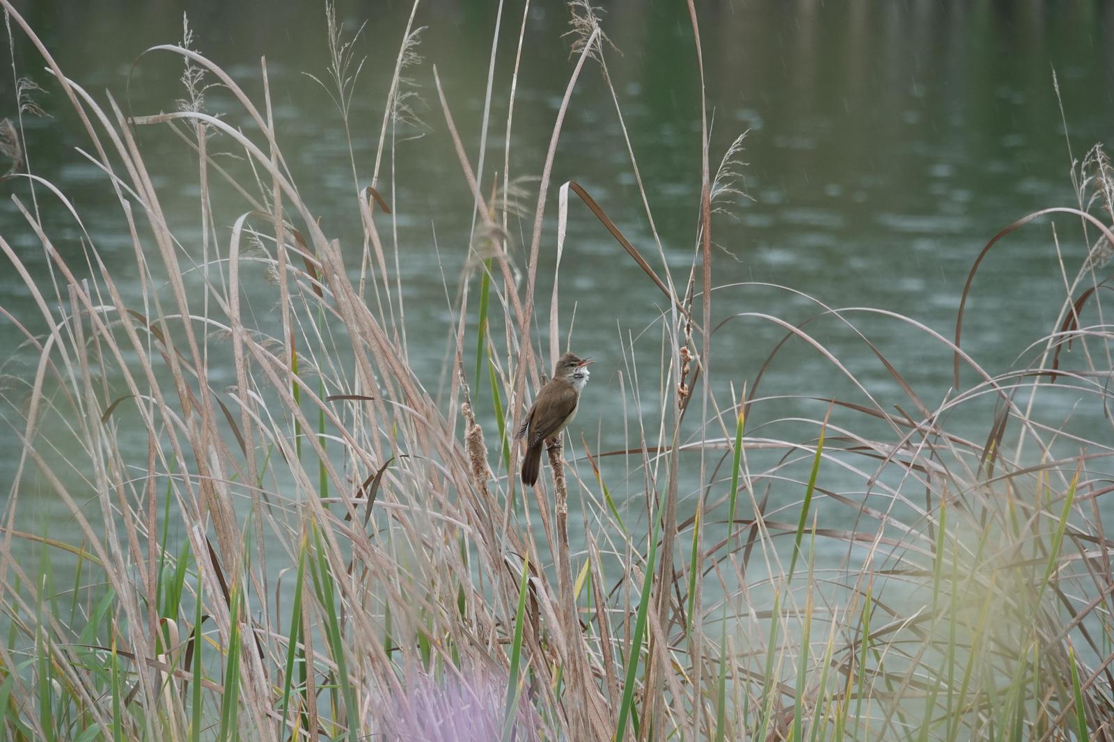 Great Reed Warbler Photo by Bonnie Clarfield-Bylin