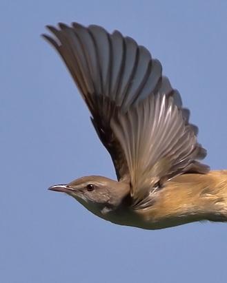 Great Reed Warbler Photo by Stephen Daly
