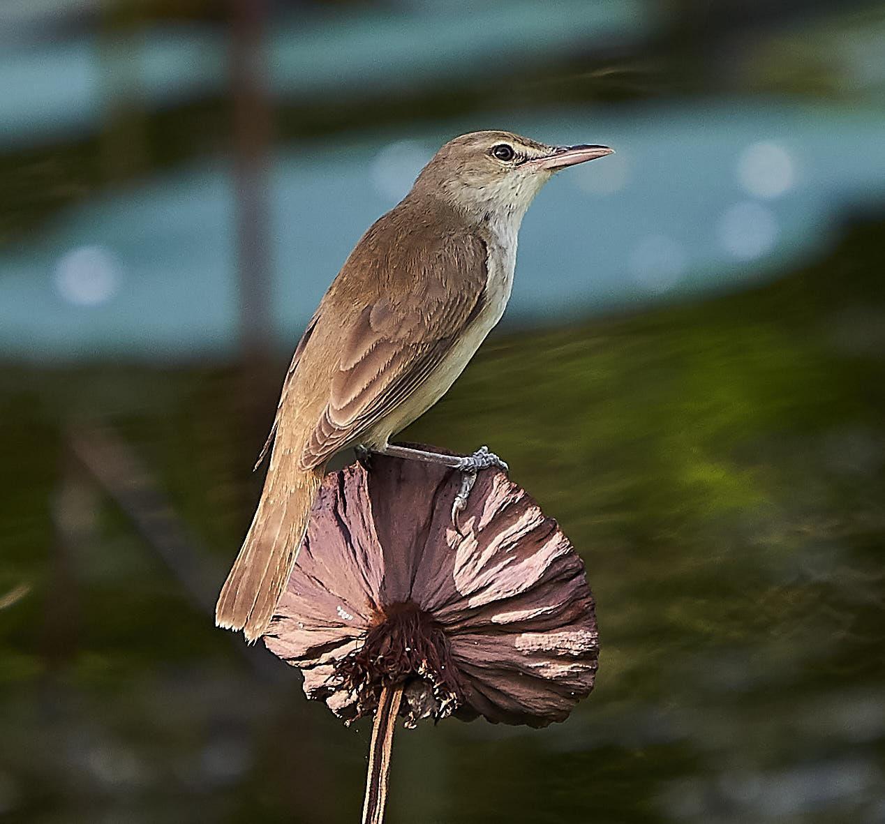 Oriental Reed Warbler Photo by Steven Cheong