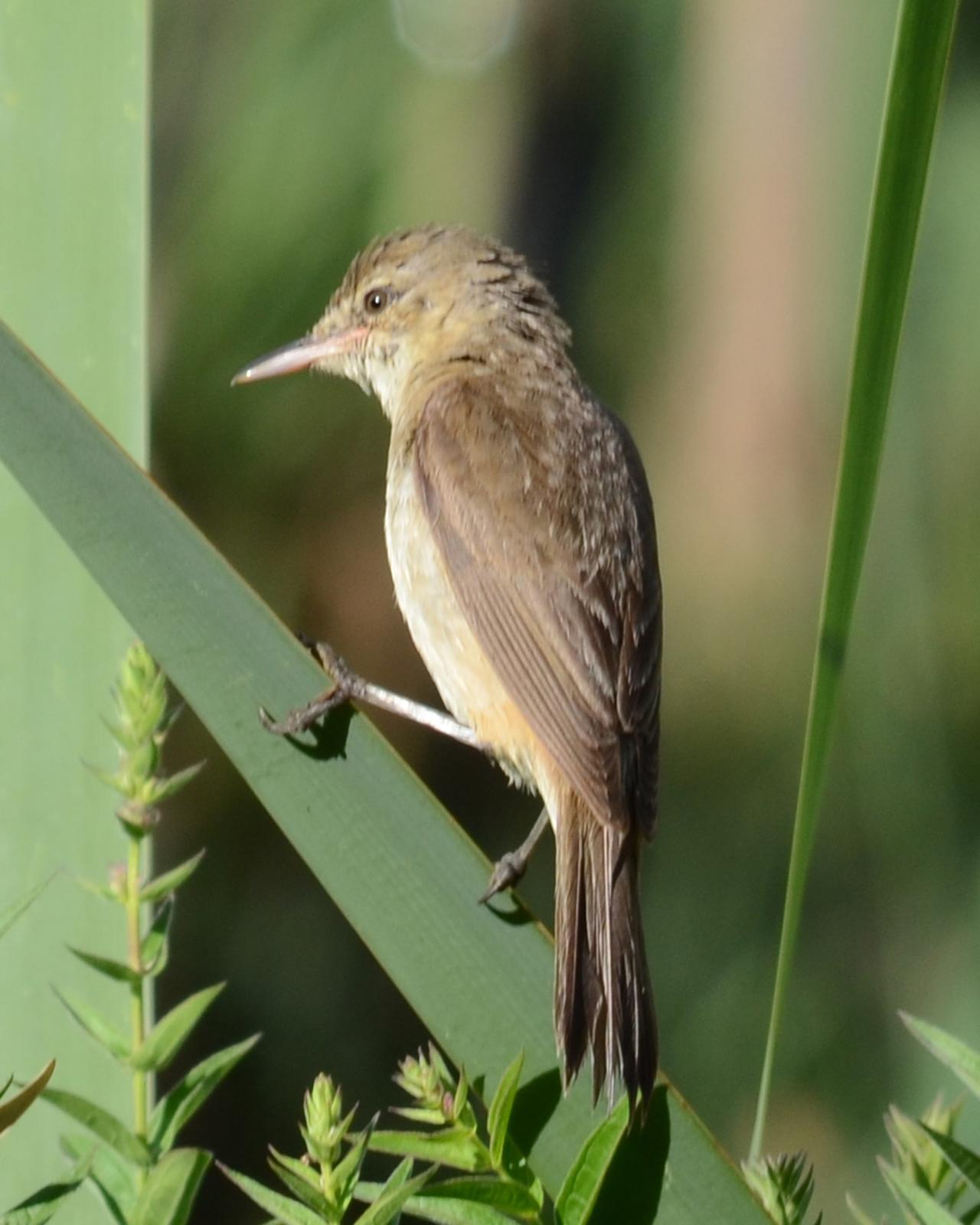 Australian Reed Warbler Photo by Patrick Colmer