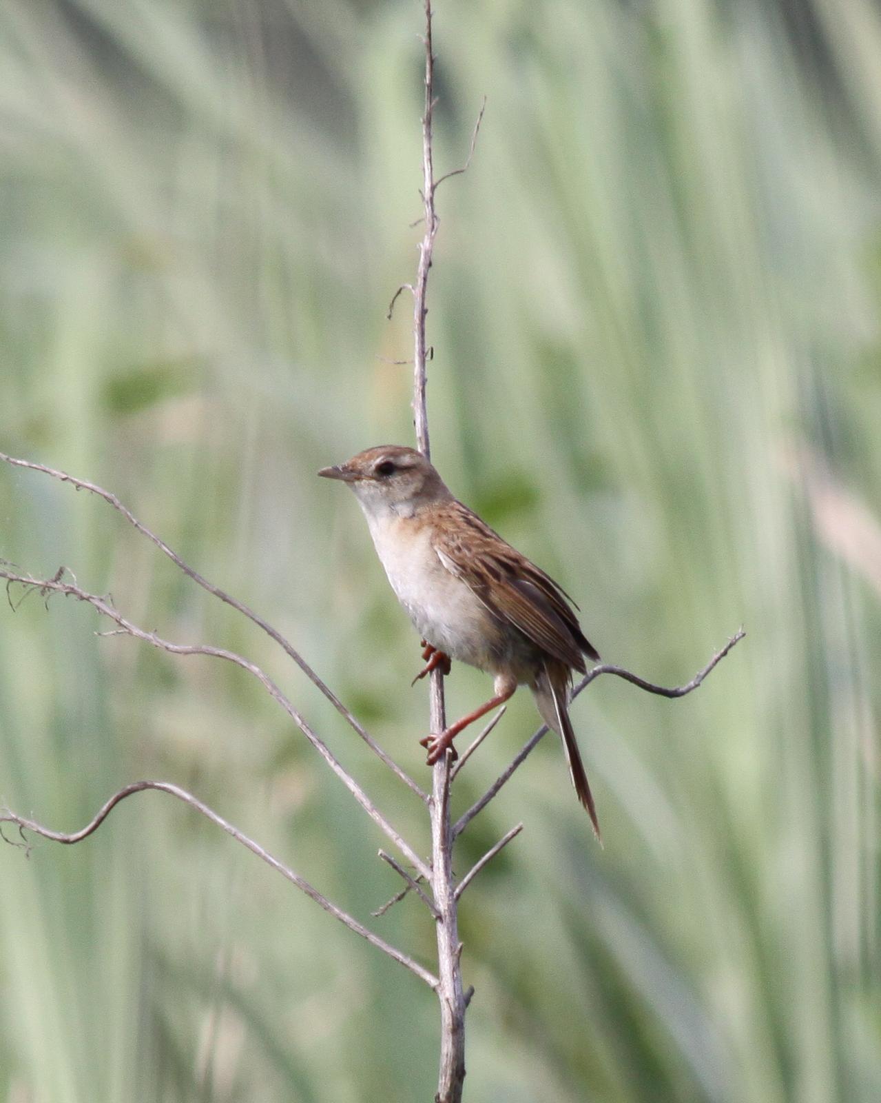 Marsh Grassbird Photo by Kasia  Ganderska Someya 