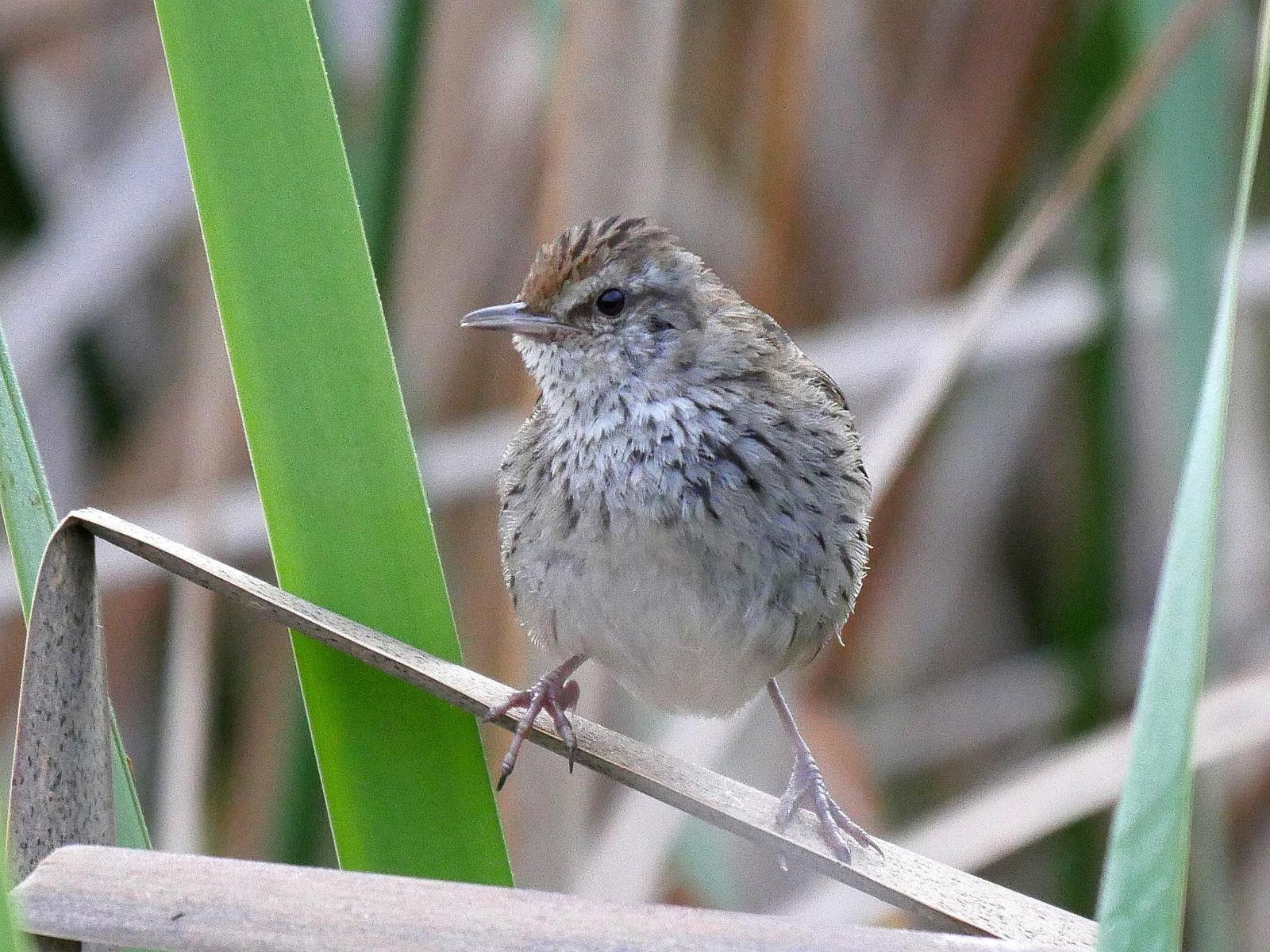 Little Grassbird Photo by Peter Lowe