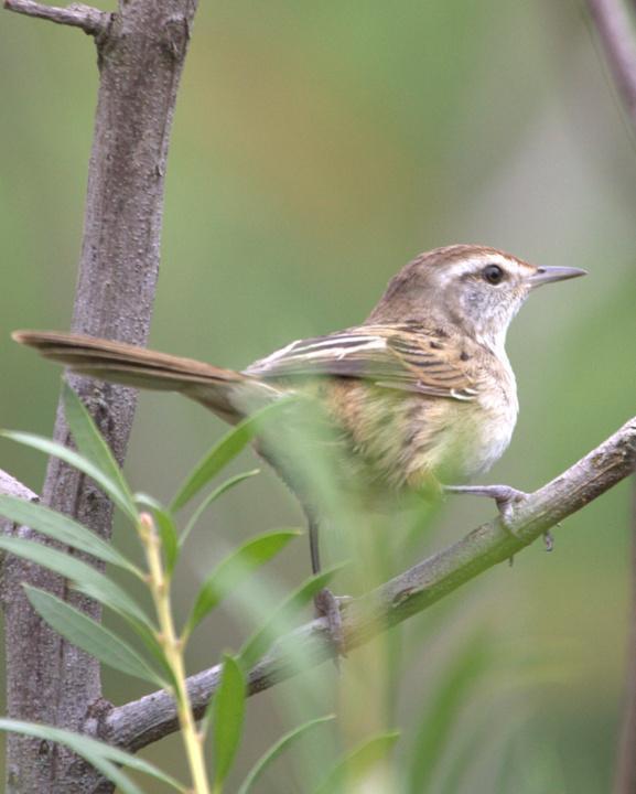 Little Grassbird Photo by Mat Gilfedder