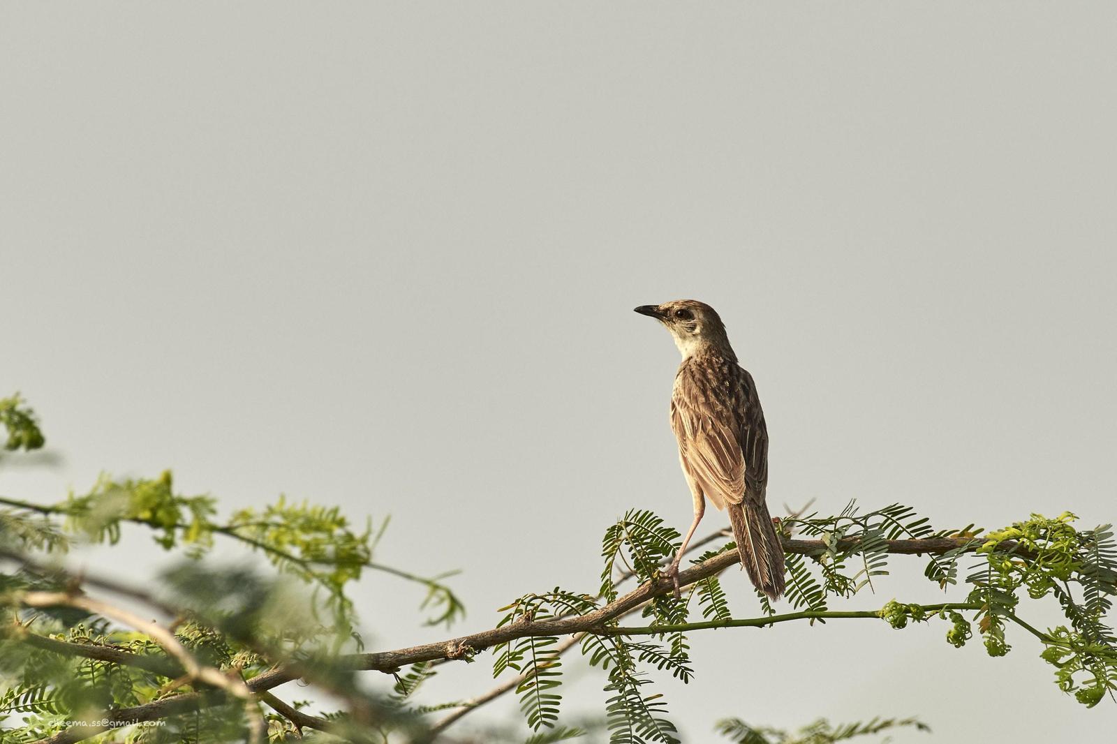 Bristled Grassbird Photo by Simepreet Cheema