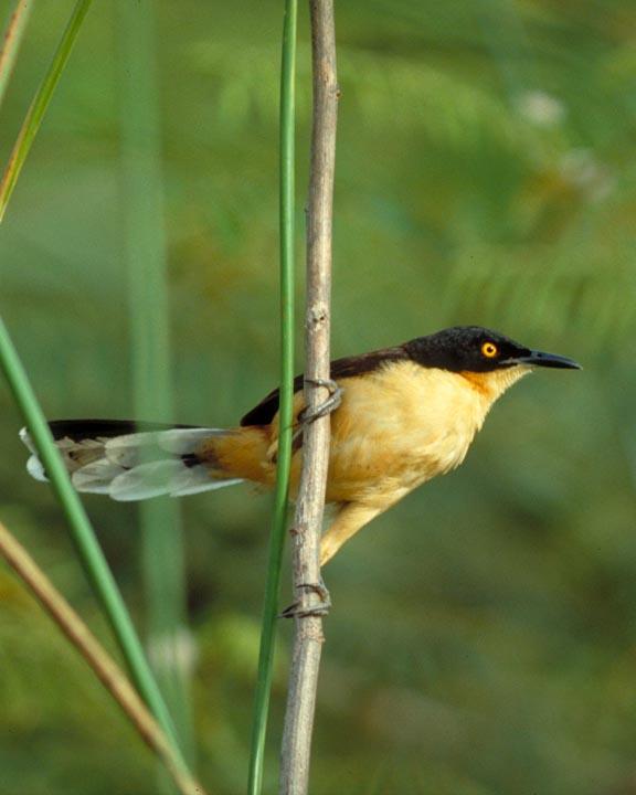 Black-capped Donacobius Photo by Peter Boesman