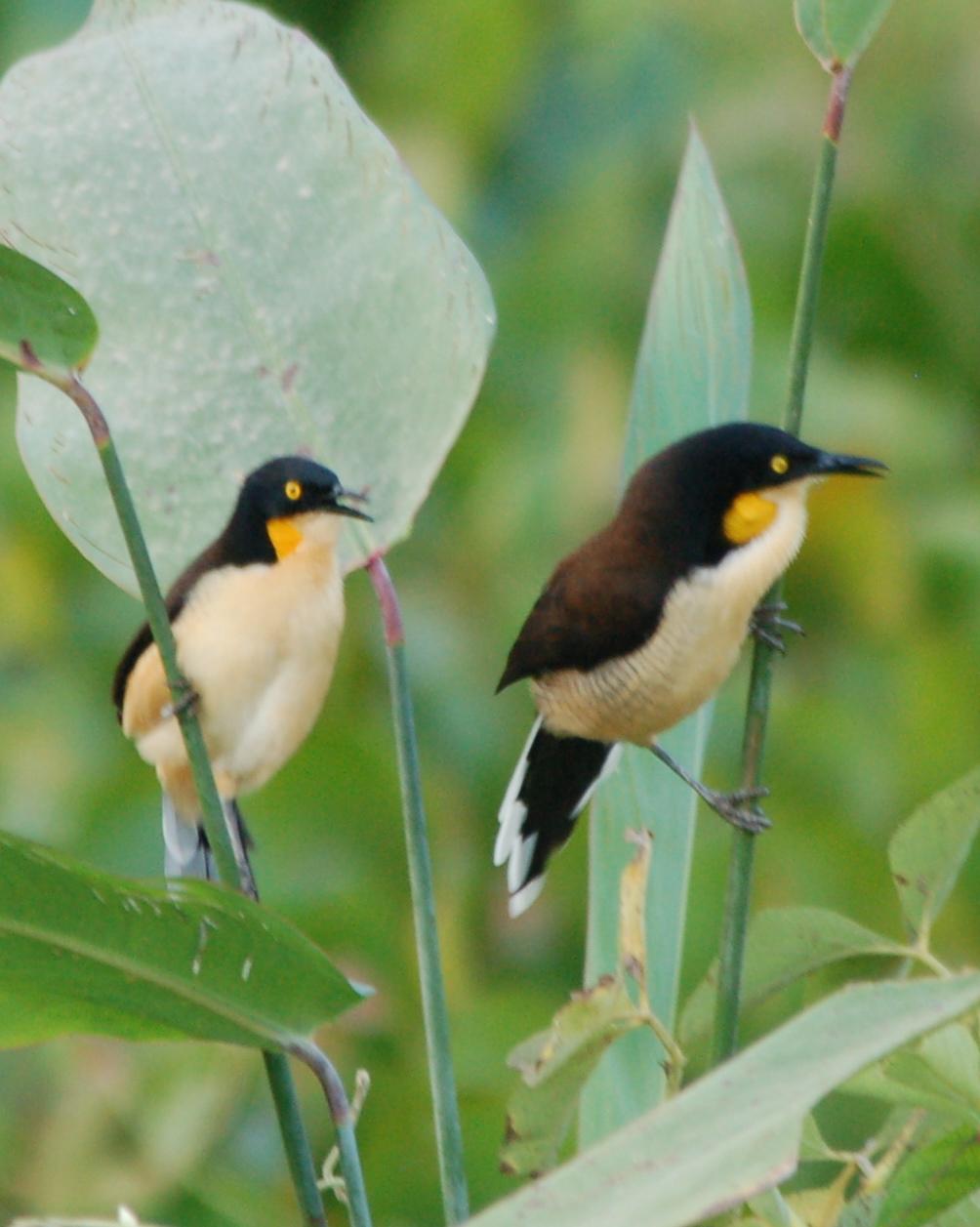 Black-capped Donacobius Photo by Mary Sue Akin