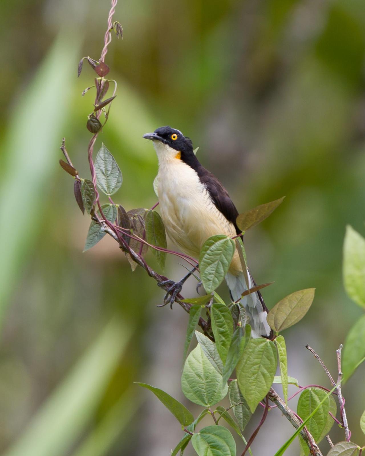 Black-capped Donacobius Photo by Kevin Berkoff