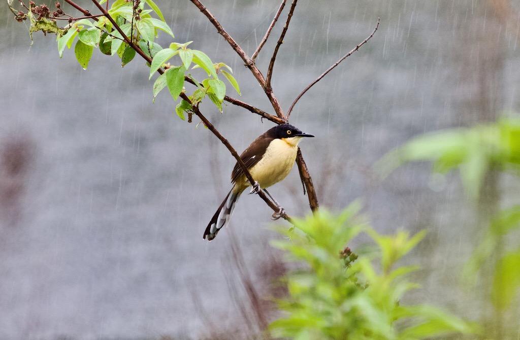 Black-capped Donacobius Photo by  