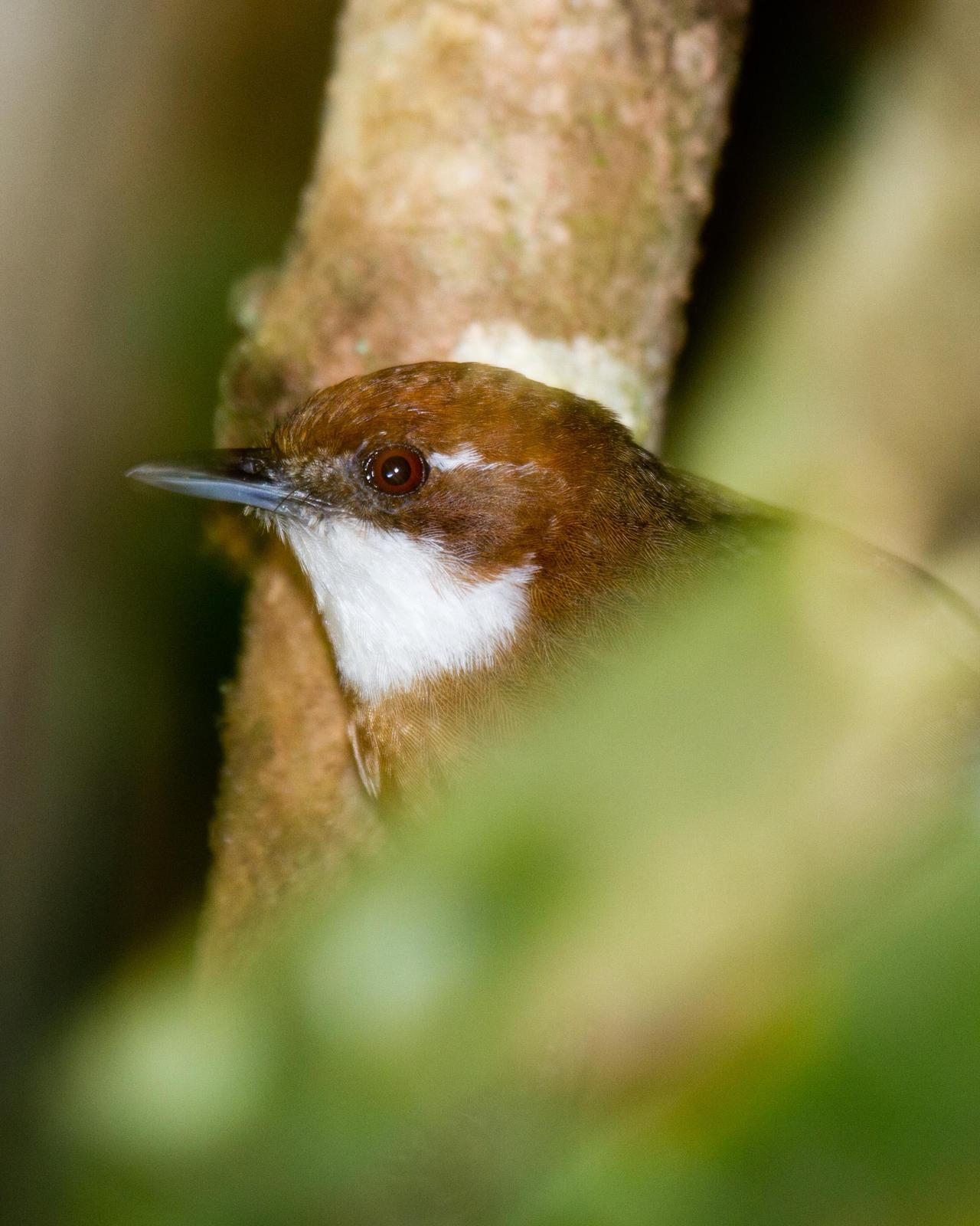 White-throated Oxylabes Photo by Robert Lewis