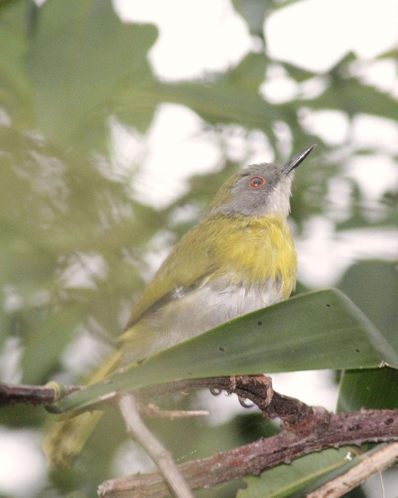 Yellow-breasted Apalis Photo by Alex Lamoreaux