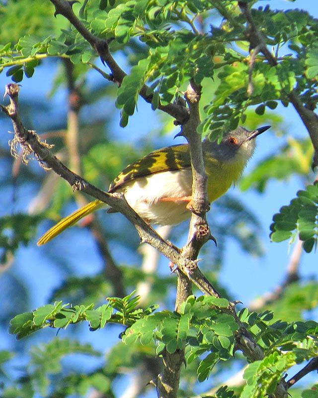 Yellow-breasted Apalis Photo by Peter Boesman