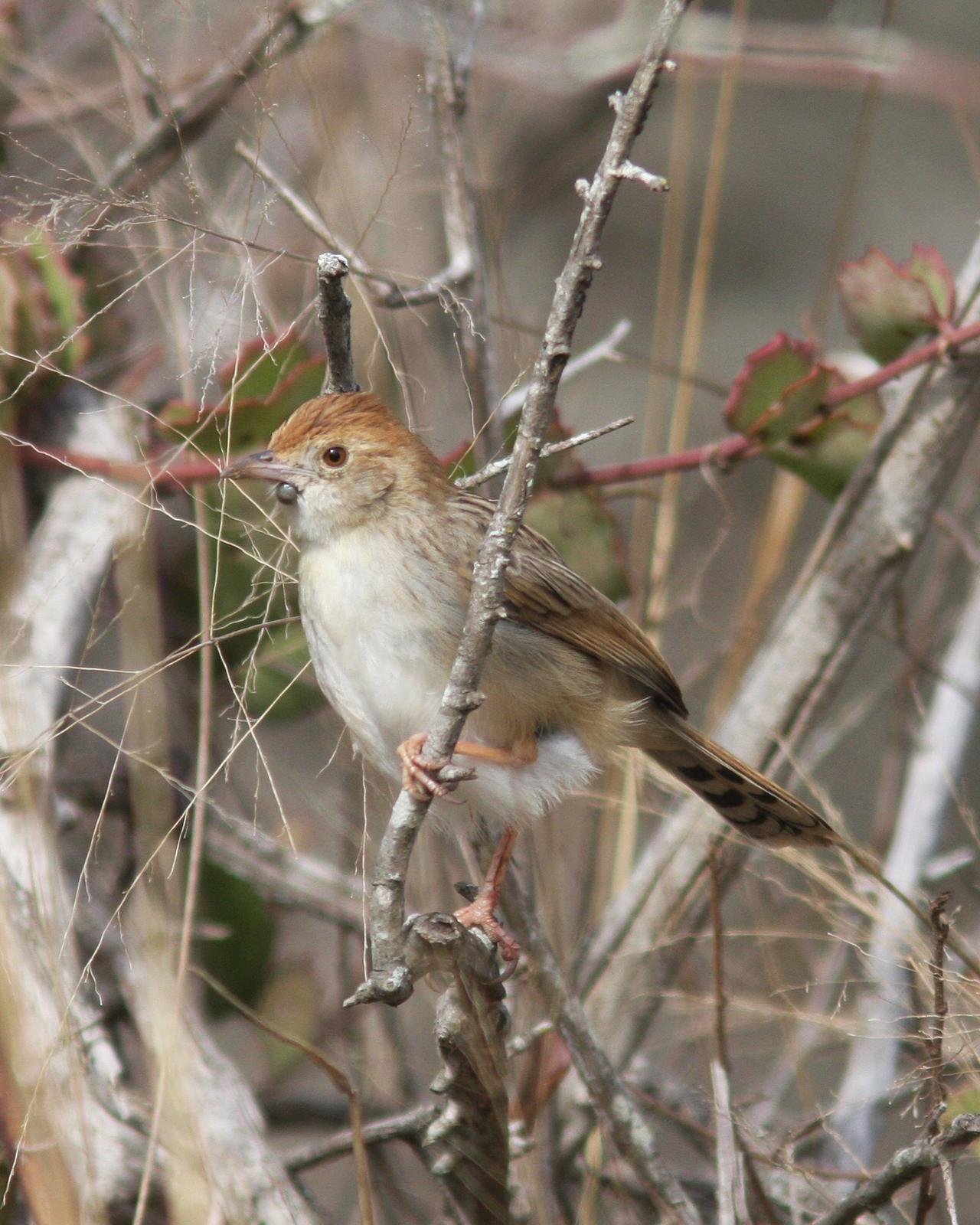 Rattling Cisticola Photo by Henk Baptist