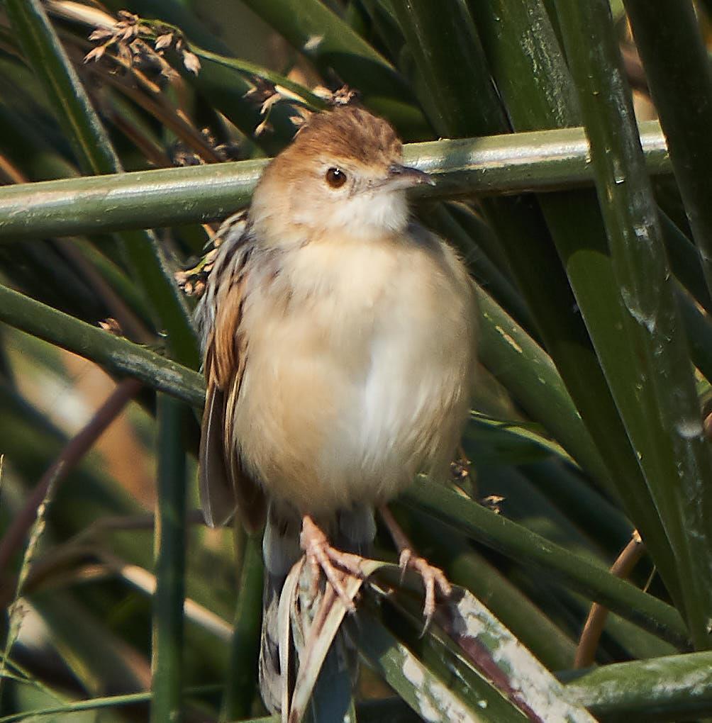 Rattling Cisticola Photo by Steven Cheong