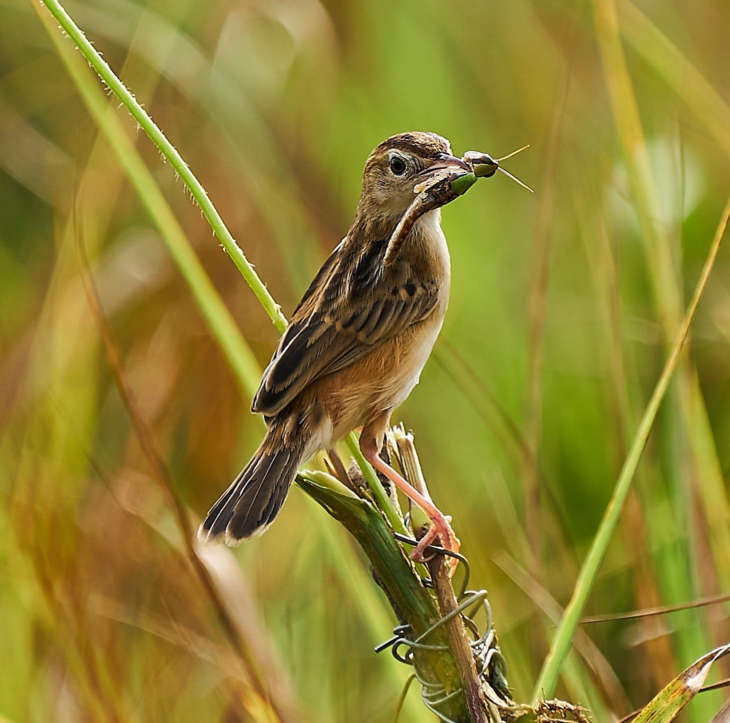 Zitting Cisticola Photo by Steven Cheong
