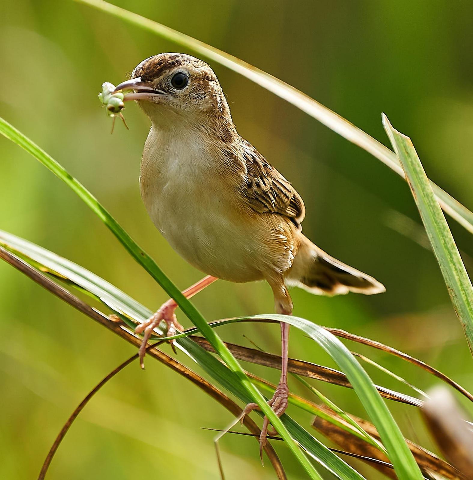 Zitting Cisticola Photo by Steven Cheong