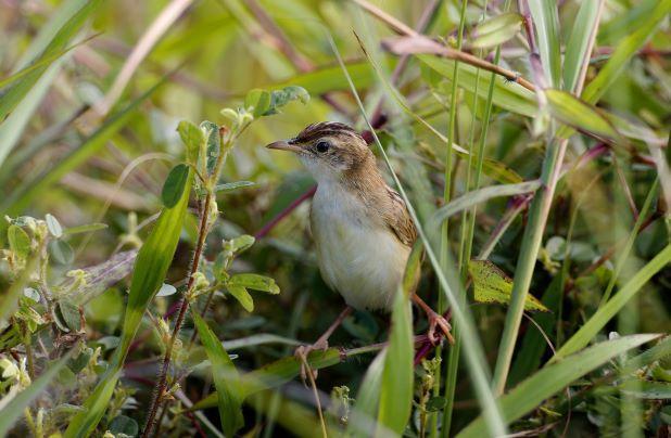 Zitting Cisticola Photo by Kenneth Cheong