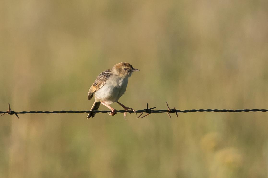 Wing-snapping Cisticola Photo by Gerald Hoekstra