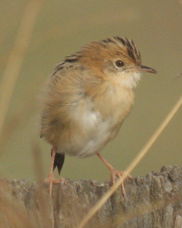 Golden-headed Cisticola Photo by Robin Oxley