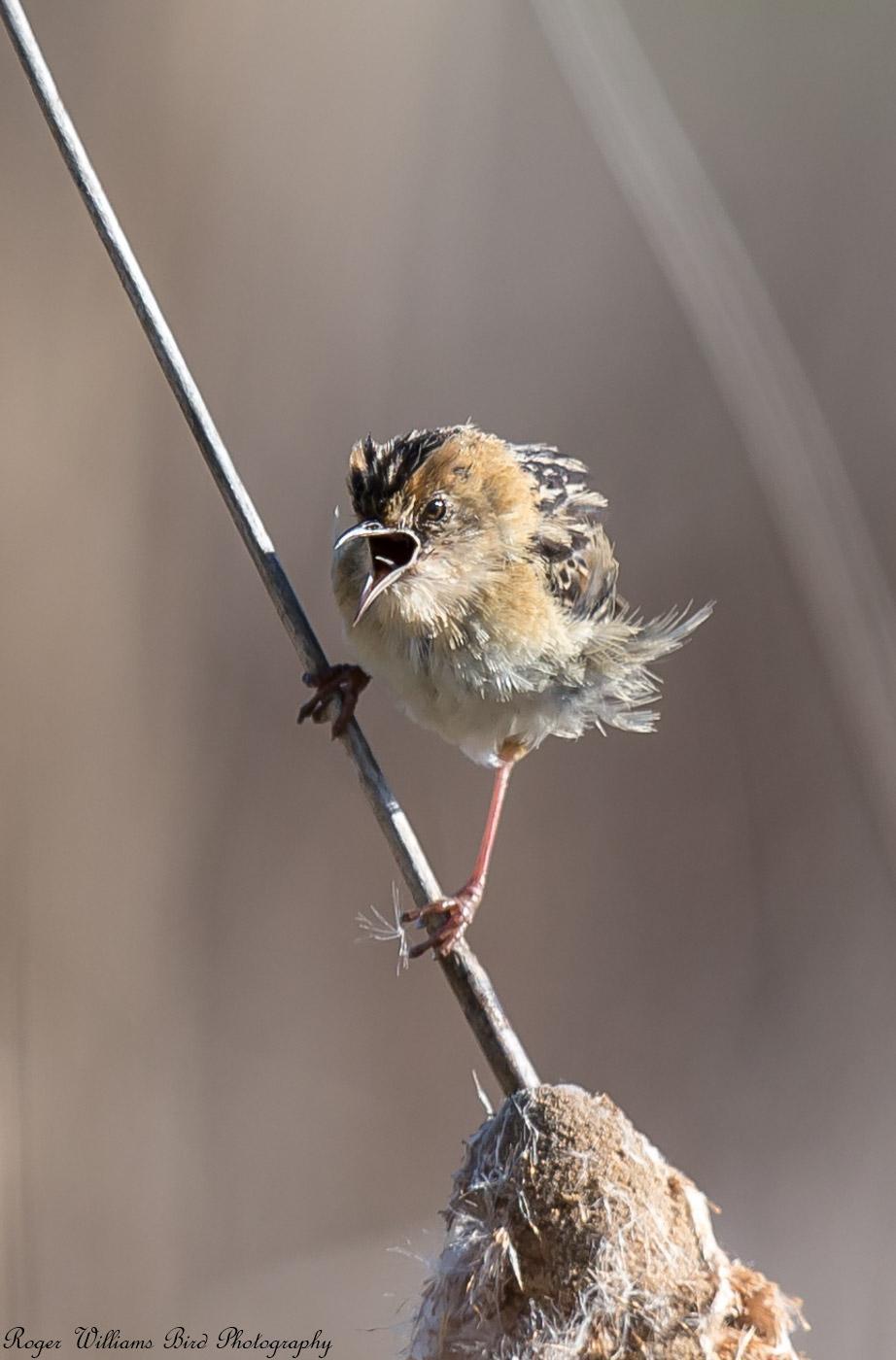 Golden-headed Cisticola Photo by Roger Williams