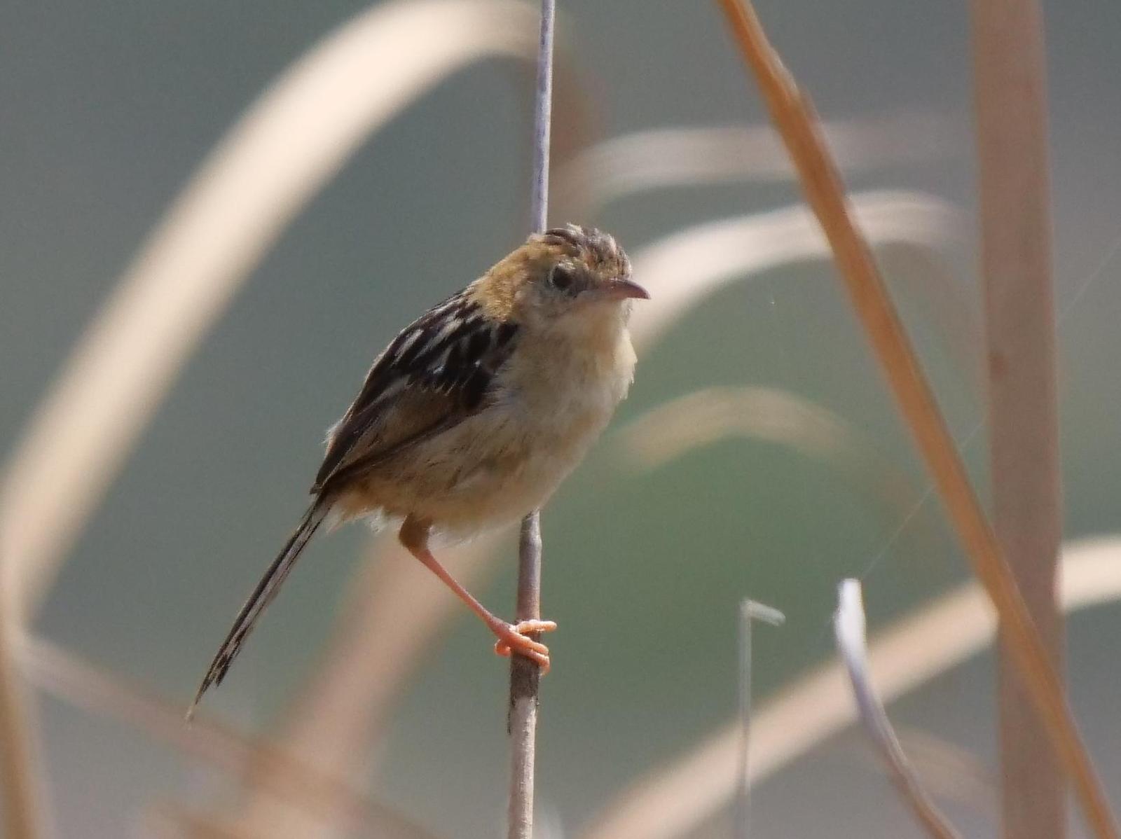 Golden-headed Cisticola Photo by Peter Lowe