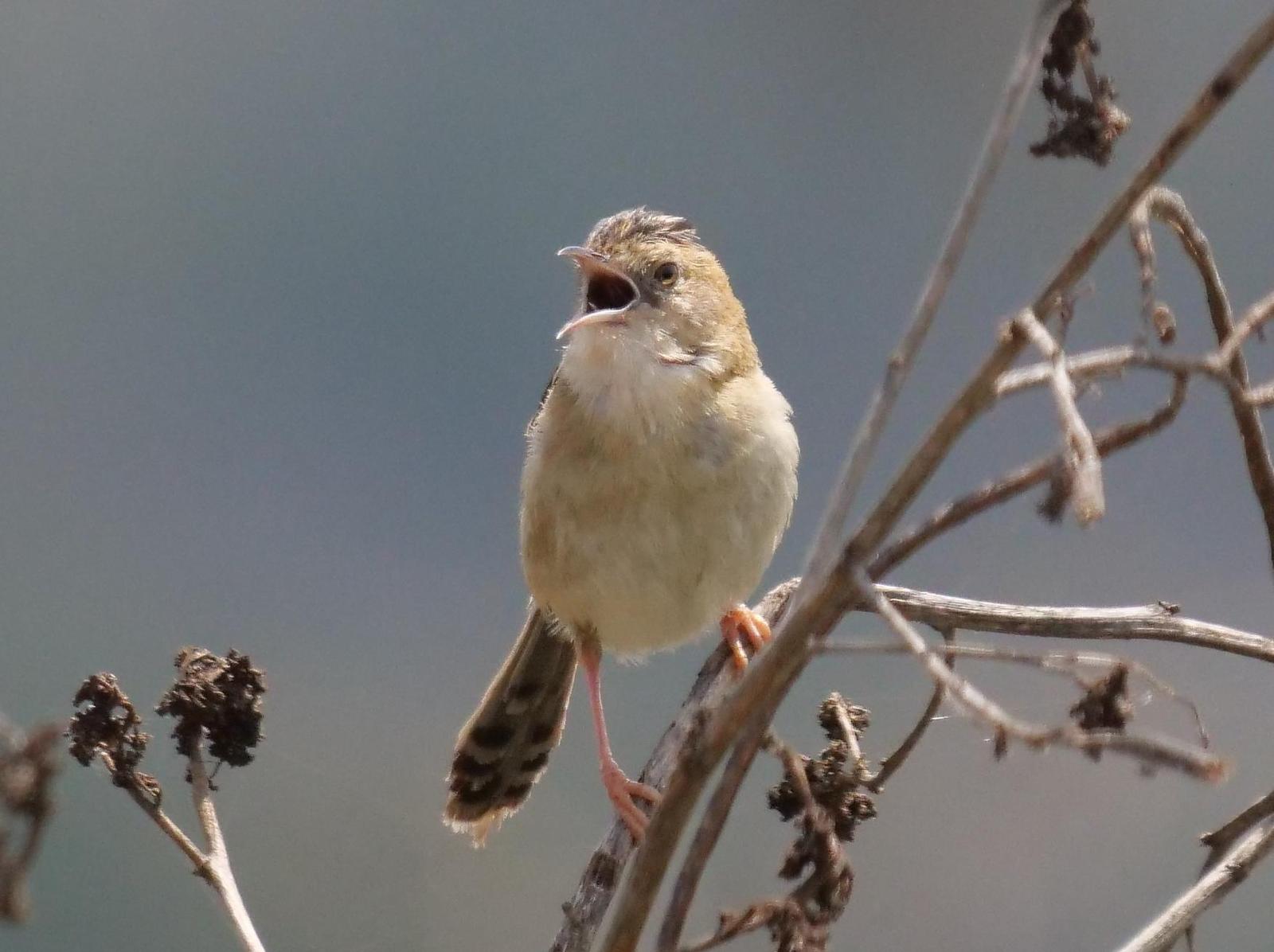 Golden-headed Cisticola Photo by Peter Lowe
