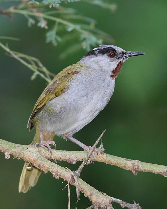 Gray-capped Warbler Photo by Jack Jeffrey