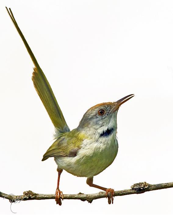 Common Tailorbird Photo by Rahul Kaushik