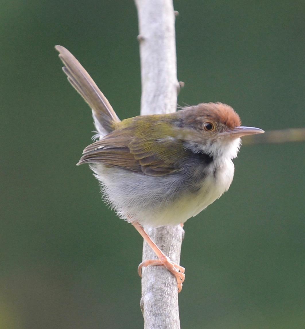 Common Tailorbird Photo by marcel finlay